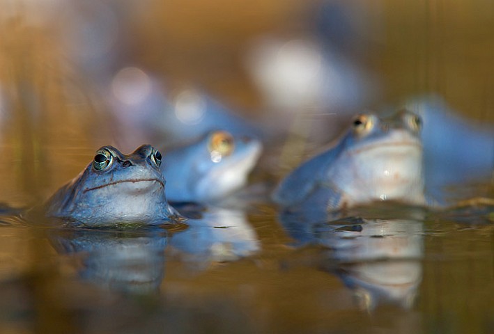 Moorfrosch Rana arvalis